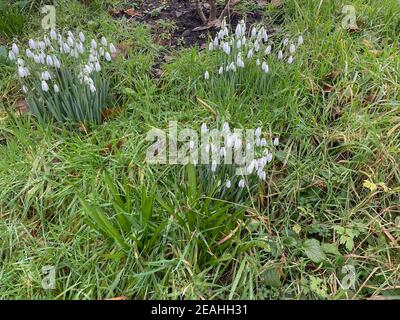 Gruppo di Snowdrops bianchi in fiore d'inverno (Galanthus) che crescono su una banca erbosa in un giardino rurale del Devon rurale, Inghilterra, Regno Unito Foto Stock