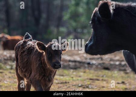 Polpaccio Angus nero a sinistra in fuoco che cammina verso la madre a destra, fuori fuoco. Foto Stock