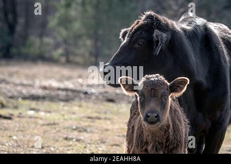 Black Angus mucca a fuoco con il suo vitello in piedi davanti a lei un po 'fuori fuoco con spazio negativo a sinistra. Foto Stock