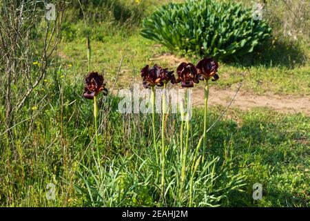 Gruppo di iris viola selvatico Argaman fiori di primo piano tra l'erba. Israele Foto Stock