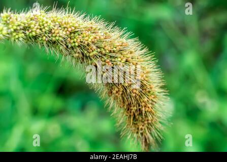 Mature di colture di miglio nei campi in autunno Foto Stock