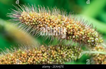 Mature di colture di miglio nei campi in autunno Foto Stock