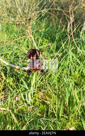 Gruppo di iris viola selvatico Argaman fiori di primo piano tra l'erba. Israele Foto Stock