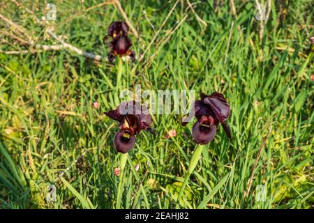 Gruppo di iris viola selvatico Argaman fiori di primo piano tra l'erba. Israele Foto Stock