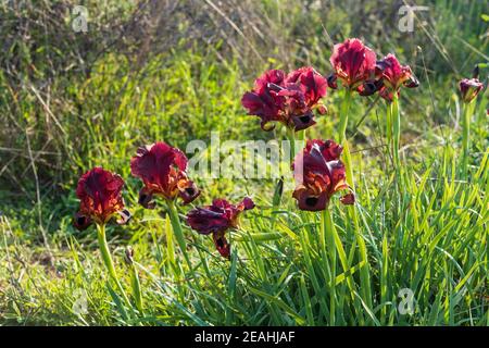 Gruppo di iris viola selvatico Argaman fiori di primo piano tra l'erba. Israele Foto Stock