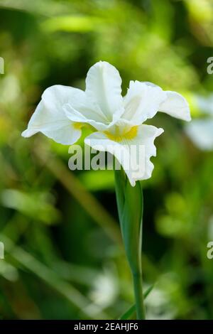 Iris sibirica "White Swirl". Iris siberiano "Swirl bianco". Bianco iris fiore Foto Stock