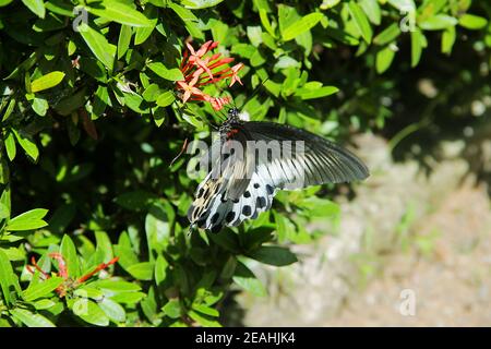 Enorme farfalla (12 cm) raccoglie nettare da un fiore di gelsomino dell'india occidentale (Ixora coccinea). Farfalla a coda di rondine Polimnestor (Papilio Polimnestor) Foto Stock