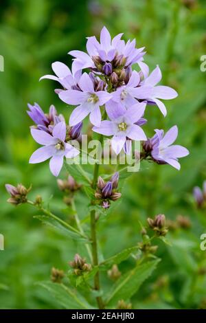Fiori blu chiaro a forma di campana di Campanula lactiflora 'Croce Blu', Latty Bellflower 'Croce Blu' Foto Stock