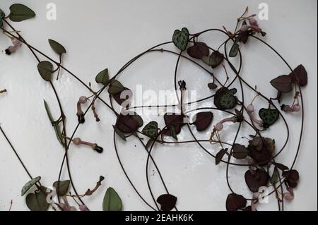 Una lunga e aggrovigliata catena di cuori Foto Stock