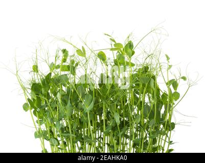 Microgreens fresco di piselli isolati su sfondo bianco. Foto Stock