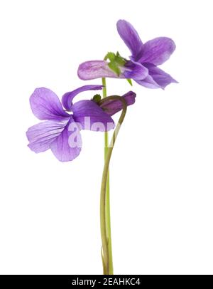Due fiori di legno viola (viola odorata) isolato su sfondo bianco. Profondità di campo poco profonda. Messa a fuoco selettiva Foto Stock