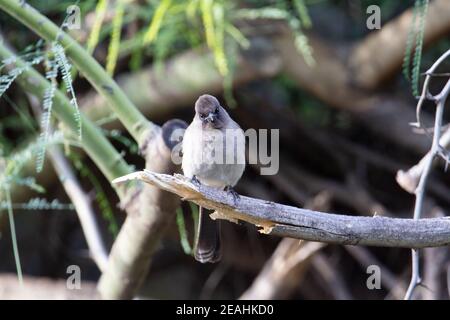 Bulbul comune (Pycnonotus barbatus) un unico bulbul comune seduto su un ramo rotto con altri rami sullo sfondo Foto Stock