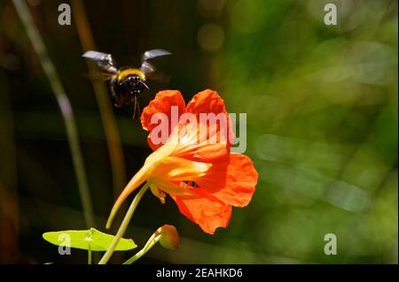 Un'ape bumble vola dentro per godere il nettare di un Geranium arancione bello, una pianta popolare del giardino Foto Stock
