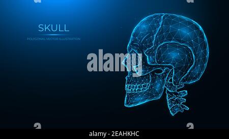 Illustrazione vettoriale poligonale di un cranio umano, vista laterale. Modello anatomico del cranio e della colonna cervicale su sfondo blu scuro. Illustrazione Vettoriale