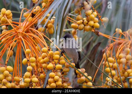 Bulbul comune (Pycnonotus barbatus) un bulbul comune in una palma da dattero arancione Foto Stock