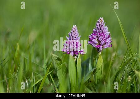 Orchidea militare in fiore in un prato sul lago Ammersee Foto Stock