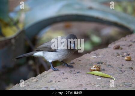 Bulbul comune (Pycnonotus barbatus) un unico bulbul comune che si alimenta su cemento muro con tropicale foglie sullo sfondo Foto Stock