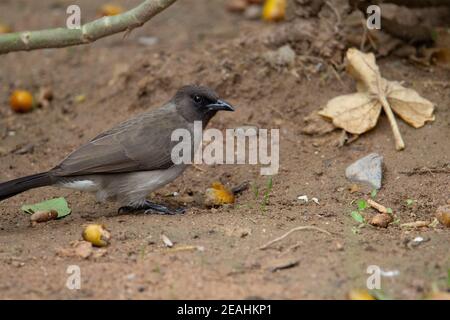 Bulbul comune (Pycnonotus barbatus) bulbul comune che alimenta su una frutta di data gialla Foto Stock