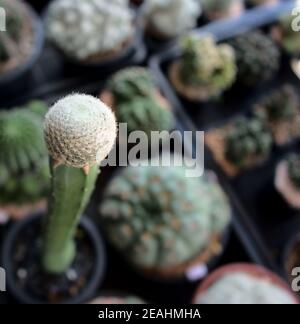 Piccolo singolo cactus torreggiante in vaso con sfondo sfocato, pianta del deserto di cactus. Giardino botanico naturale in vaso. Foto Stock