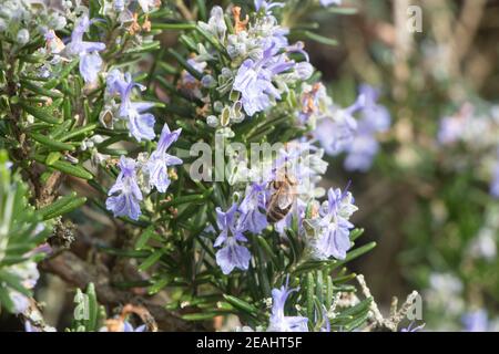 Ape su fiori di rosmarino in un giardino durante la primavera Foto Stock