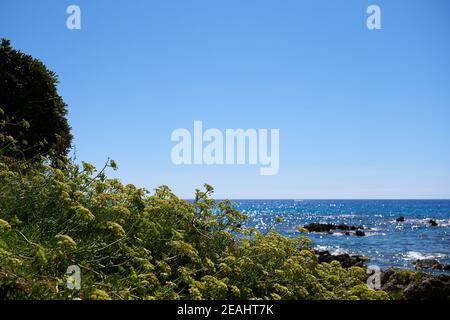 Il prezzemolo bianco fiorisce con il mare in un backgro a Belvedere Marittimo, Italia Foto Stock