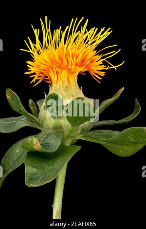 Primo piano dello zafflower Foto Stock