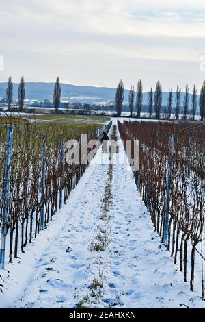 Austria, operaio nelle vigne potatrici in inverno nel villaggio di Reisenberg, bassa Austria Foto Stock