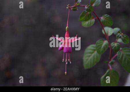 Estate fioritura rosa Fuchsia fiori appesi Foto Stock