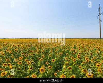 Vista aerea di campi agricoli fioritura semi oleosi. Campo di girasoli. Vista dall'alto. Foto Stock