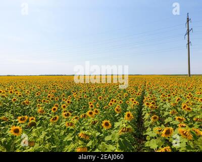 Vista aerea di campi agricoli fioritura semi oleosi. Campo di girasoli. Vista dall'alto. Foto Stock