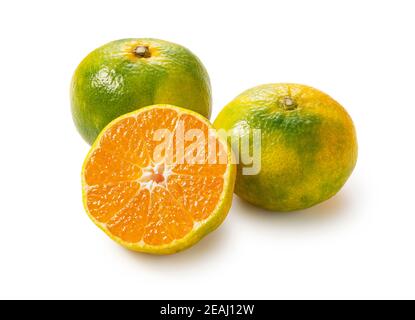 Le prime arance del mandarino giapponese su sfondo bianco Foto Stock