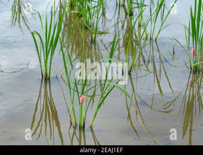 Un campo di risaie danneggiato dalle lumache di mela Foto Stock