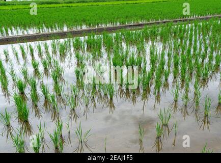 Un campo di risaie danneggiato dalle lumache di mela Foto Stock