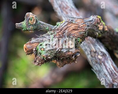 Vigneto dettaglio astratto di una pianta morta Foto Stock