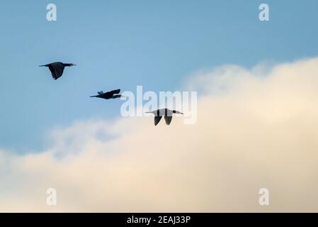 Tre compagni di volo Foto Stock