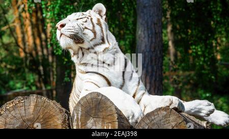 Una tigre bianca si trova sui tronchi al sole e. si rilassa Foto Stock