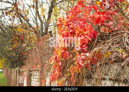Le foglie di rosso brillante di uva da maialetto nel paesaggio della città. Arrampicata pianta su una rete recinzione. Foto Stock