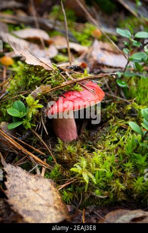 Naturale crudo rosa o rosso russula emetica in foresta selvaggia Foto Stock