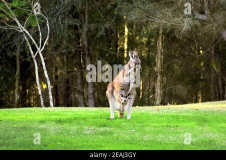 Un canguro e la sua Joey sull'erba Foto Stock