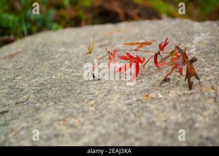 Foglie rosse e arancioni su fondo di pietra naturale. Banner con spazio per il testo. Splendido sfondo naturale. Foto Stock