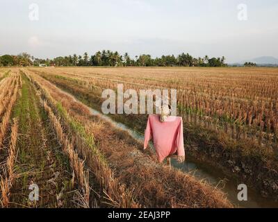 Spaventapasseri in campo di risaie Foto Stock