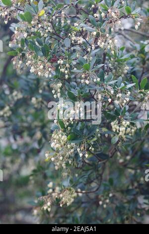 Smoking Arbutus. Fiori dell'albero di fragola in autunno. Foto Stock