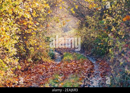 caduta di alberi colorati sul vicolo in autunno Foto Stock