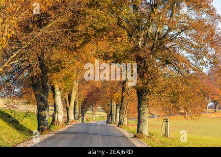 caduta di alberi colorati sul vicolo in autunno Foto Stock