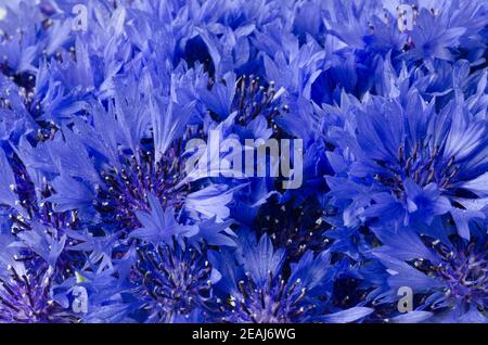 Bellissimo sfondo blu fiore di mais. Panoramica macro. Foto orizzontale. Natura Romantica concetto per matrimonio, compleanno modello scheda design Foto Stock