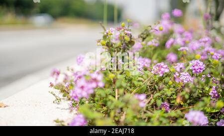 Fiori viola accanto alla strada con uno sfondo sfocato Foto Stock