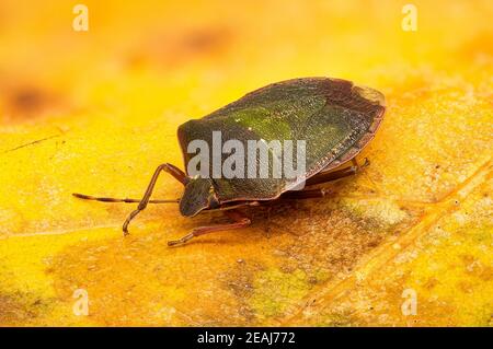 Schermo verde Bug Foto Stock
