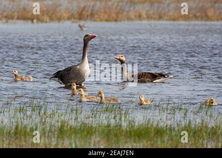 La famiglia delle goose di greylag nuota in lago durante l'estate. Foto Stock