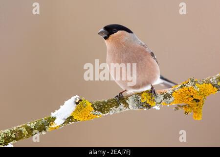 Bullfinch eurasiatico femmina seduta sul ramo muschio in inverno Foto Stock