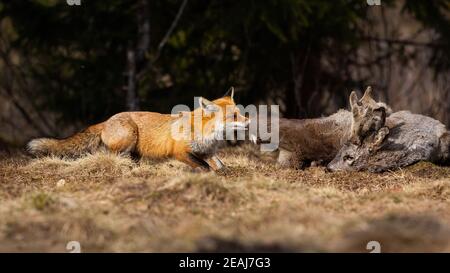 Volpe rossa che lacera preda sul campo nella natura autunnale. Foto Stock